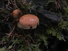 Pyrrhulomyces astragalinus