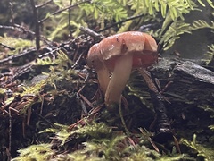 Pyrrhulomyces astragalinus