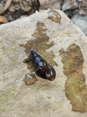Koreoleptoxis