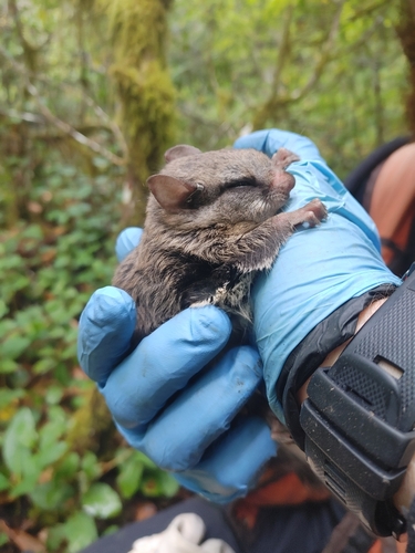 Humboldt's Flying Squirrel photographed in Oregon