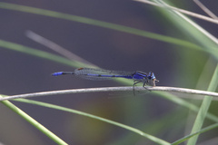 Enallagma semicirculare