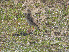 Alauda gulgula