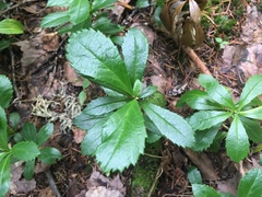 Chimaphila umbellata cisatlantica