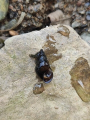 Koreoleptoxis