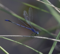 Enallagma semicirculare