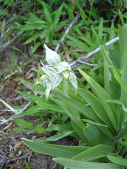 Chloraea magellanica