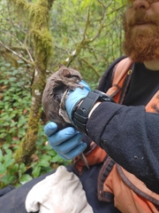 Glaucomys oregonensis