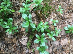 Chimaphila umbellata cisatlantica