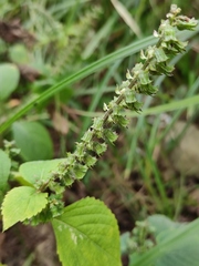 Perilla frutescens