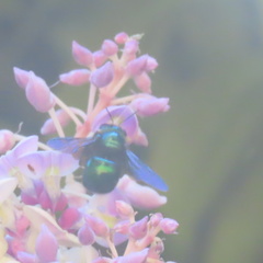 Xylocopa bombylans