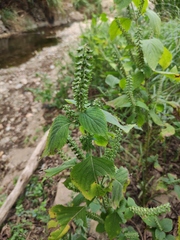 Perilla frutescens