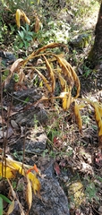 Hedychium spicatum