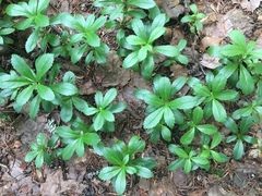 Chimaphila umbellata cisatlantica