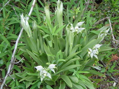 Chloraea magellanica