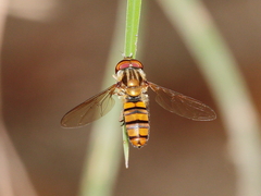 Episyrphus viridaureus