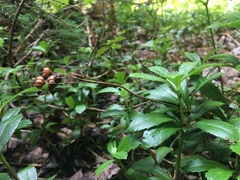Chimaphila umbellata cisatlantica