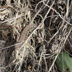Elgaria coerulea coerulea