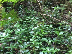 Chimaphila umbellata cisatlantica