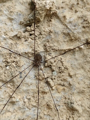 Gagrellinae