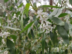 Myoporum petiolatum