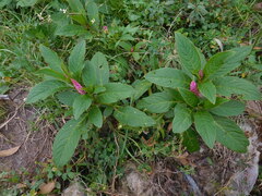 Phytolacca bogotensis