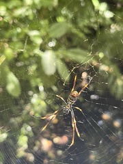 Trichonephila plumipes