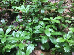 Chimaphila umbellata cisatlantica