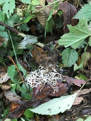 Evernia prunastri