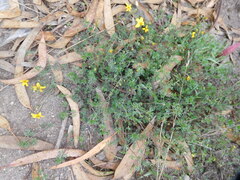 Bidens triplinervia