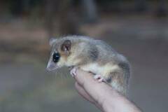 Dromiciops bozinovici