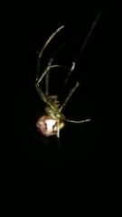 Leucauge argentina