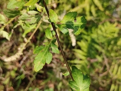 Artemisia lactiflora