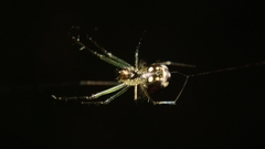 Leucauge argentina