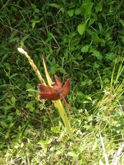 Neurothemis terminata