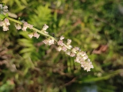 Artemisia lactiflora