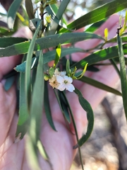 Myoporum platycarpum