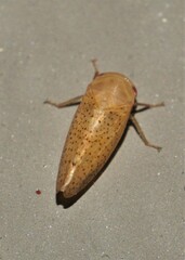 Batracomorphus
