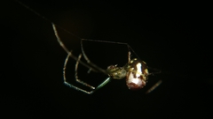 Leucauge argentina