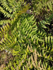 Diplazium esculentum