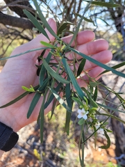 Myoporum platycarpum