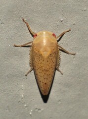 Batracomorphus