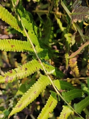 Diplazium esculentum