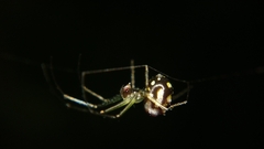Leucauge argentina
