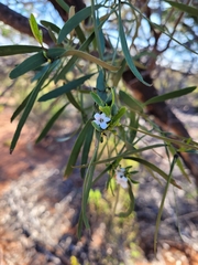 Myoporum platycarpum
