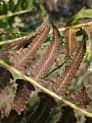 Diplazium esculentum