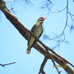 Oriolus sagittatus