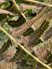 Diplazium esculentum