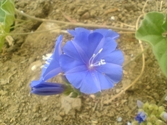 Jacquemontia corymbulosa