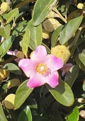 Lagunaria