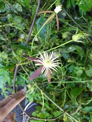 Clematis tashiroi